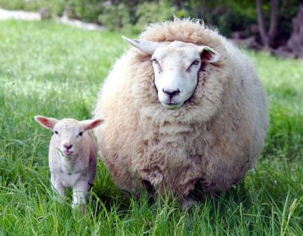 Купить подушки из овечьей шерсти в Самаре